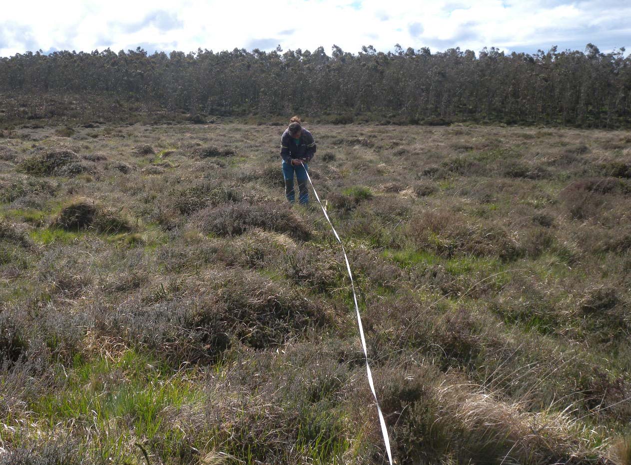 forestal